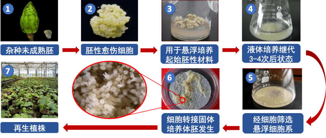 我国南京林业大学林木遗传与生物技术教育部重点实验室,林木细胞工程