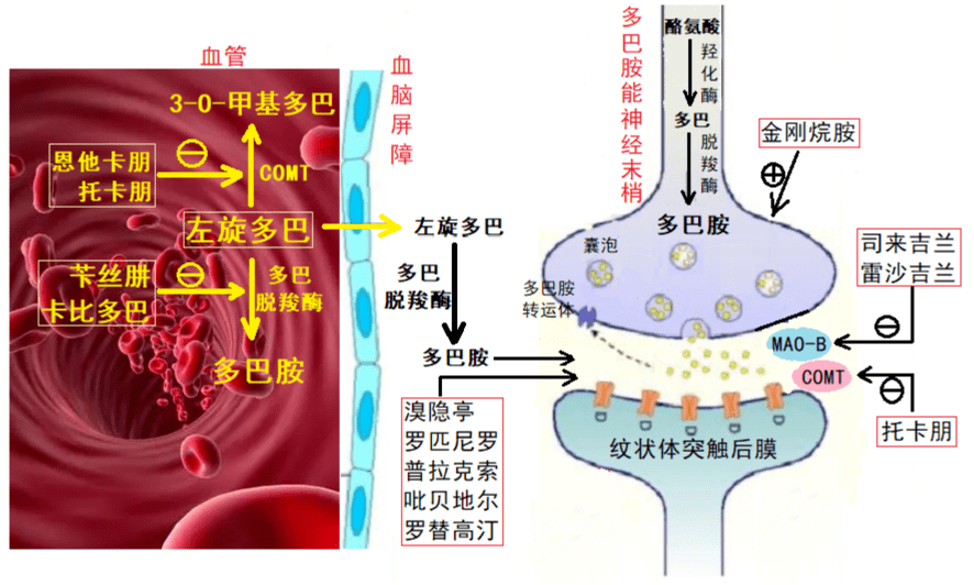 抗帕金森病药物治疗时不能突然停药,特别是使用左旋多巴及大剂量
