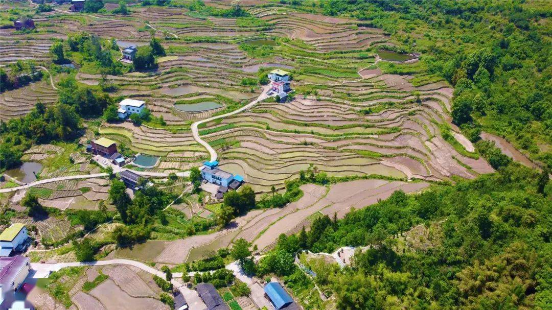 插秧 摸鱼···云阳这里好热闹_渠马镇_改造_农业