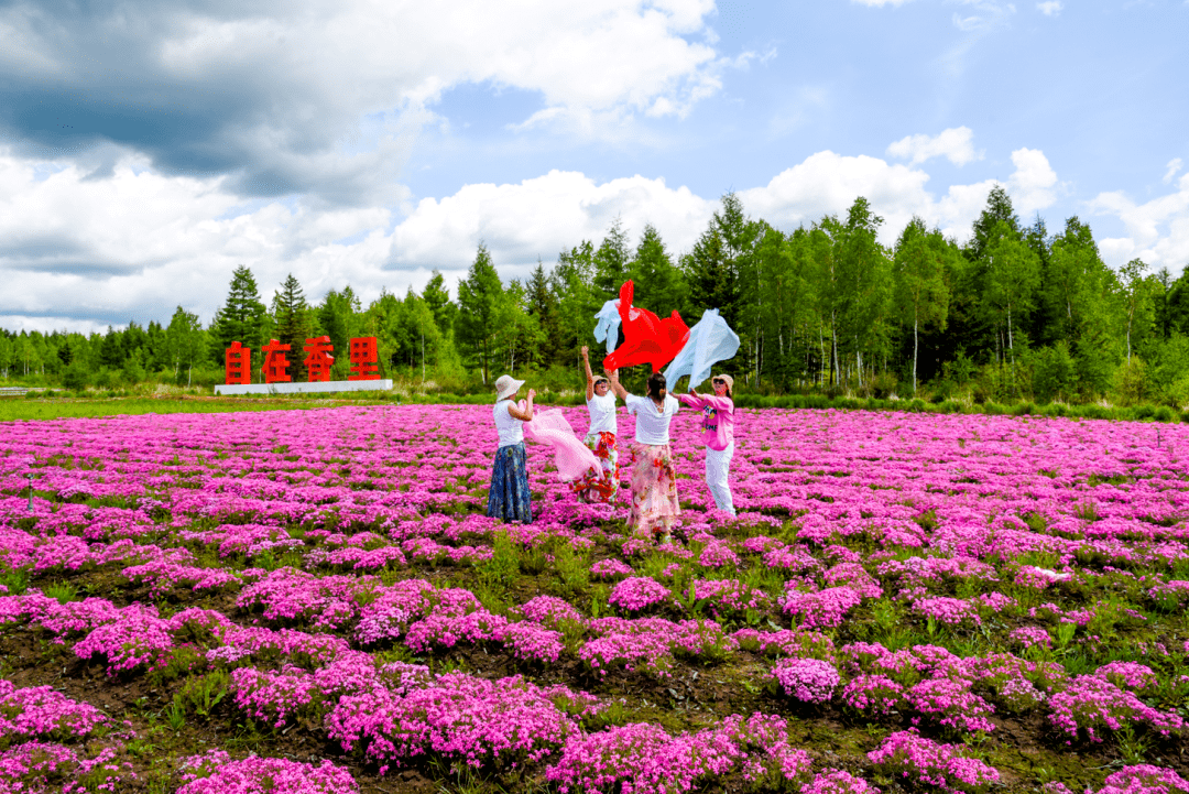 在伊春,把春天吃掉!_森林_山野菜_刺五加