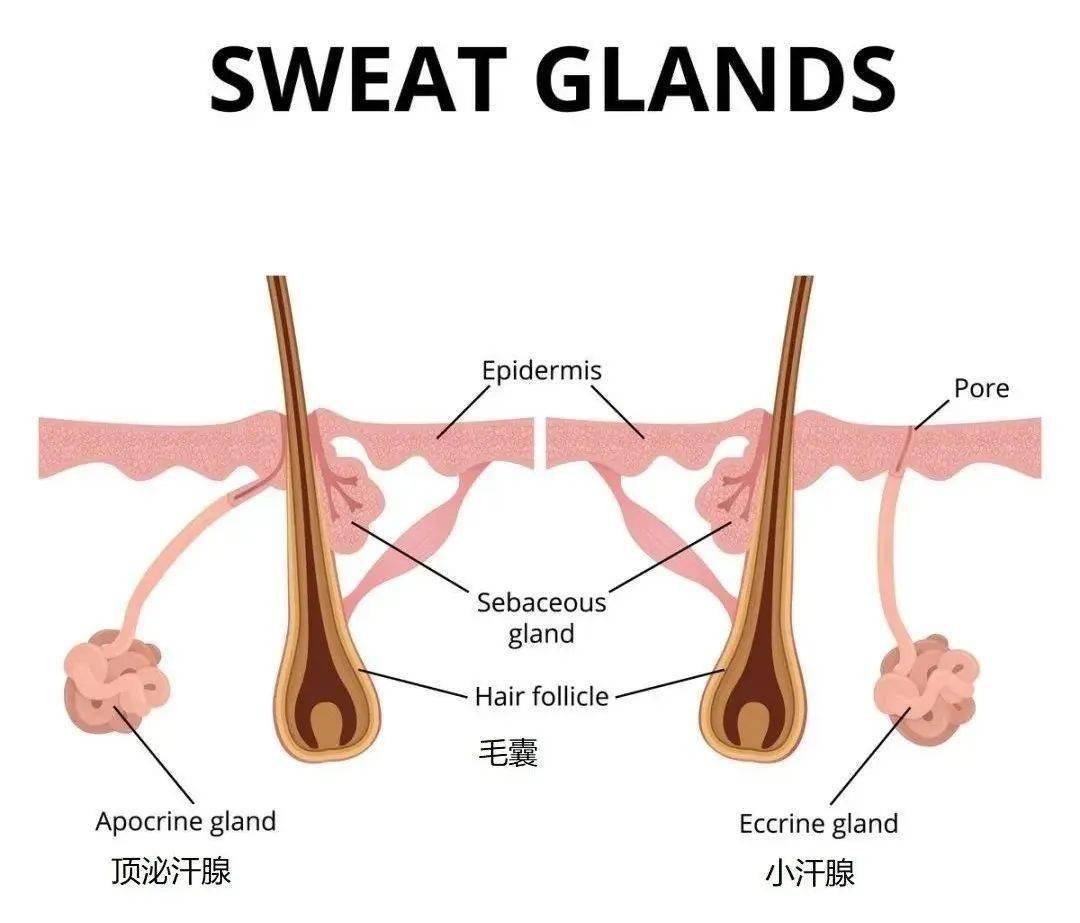 顶泌汗腺大多分布在腋窝和私处周围,一般要到青春期才发育完全.