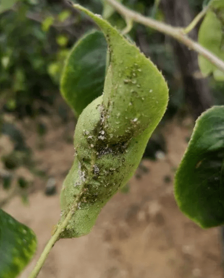 植保梨木虱防不住怎么用药效果好