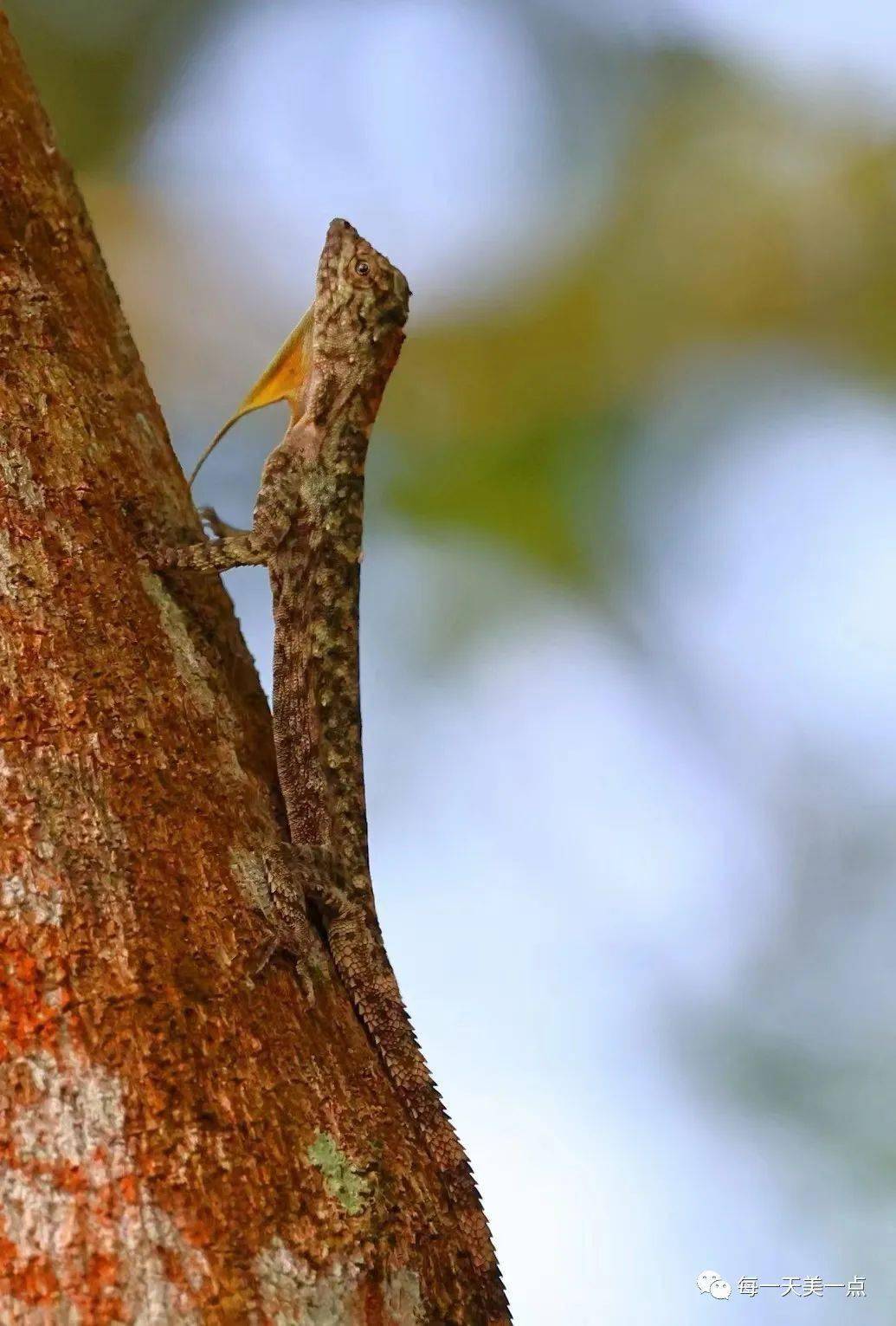 67新宠变色树蜥