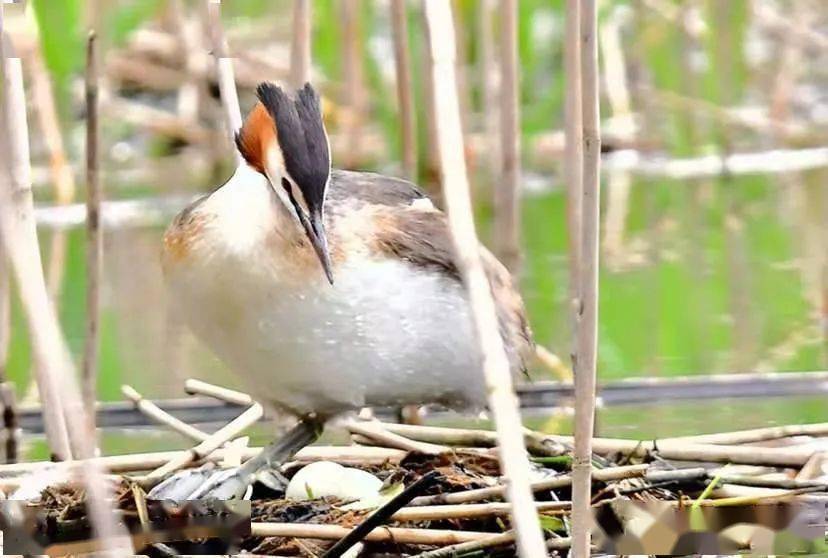 國家二級保護動物鳳頭鸊鷉pìtī現身丹江口