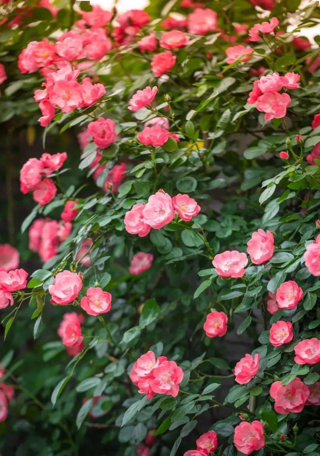 蔷薇花开武汉这6大赏花地出片率满分