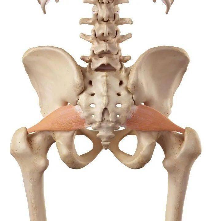 这些方法拯救你!_臀部_坐骨神经_影响