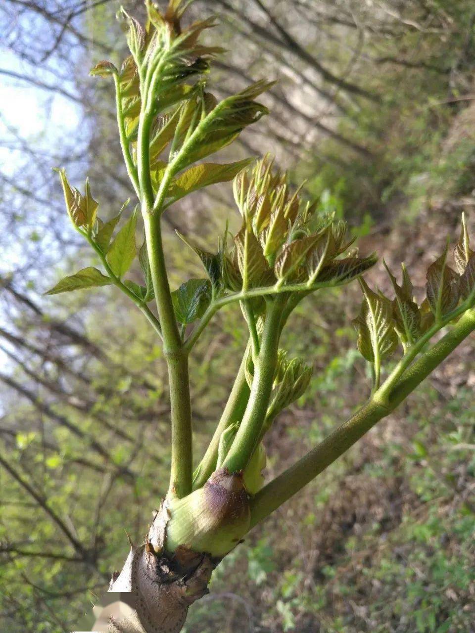 荞麦芽子山野菜图片图片