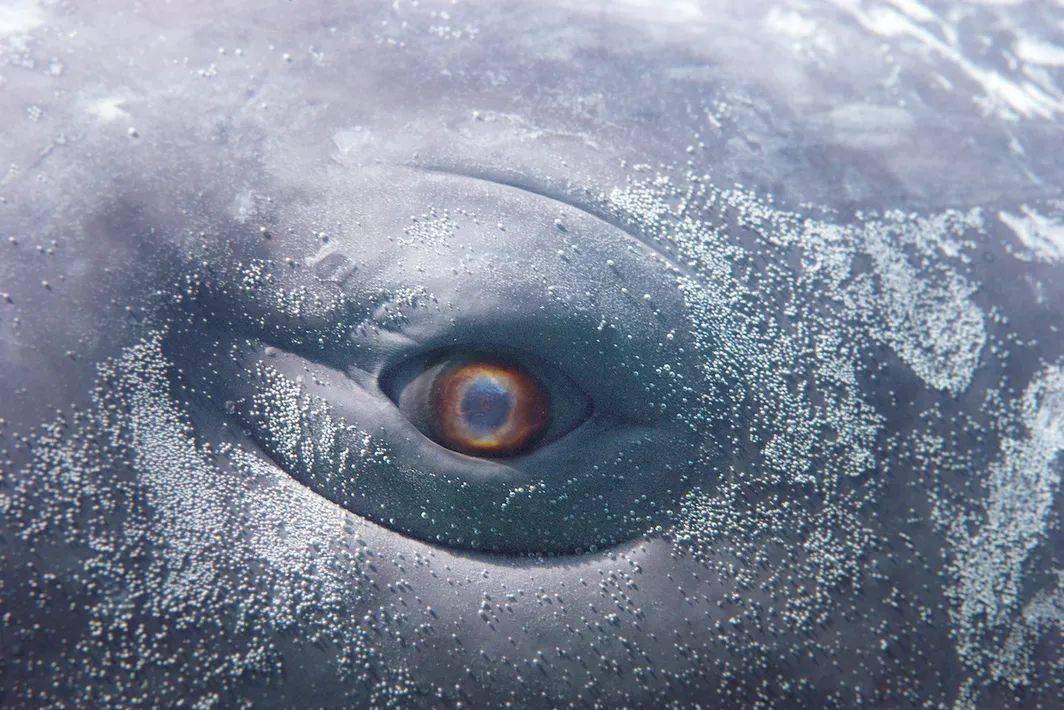 67暗涌曾吴对梅尔维尔白鲸的改编artforum影像