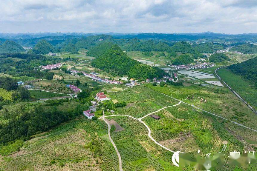 朵朵白色刺梨花绘就乡村振兴风景画