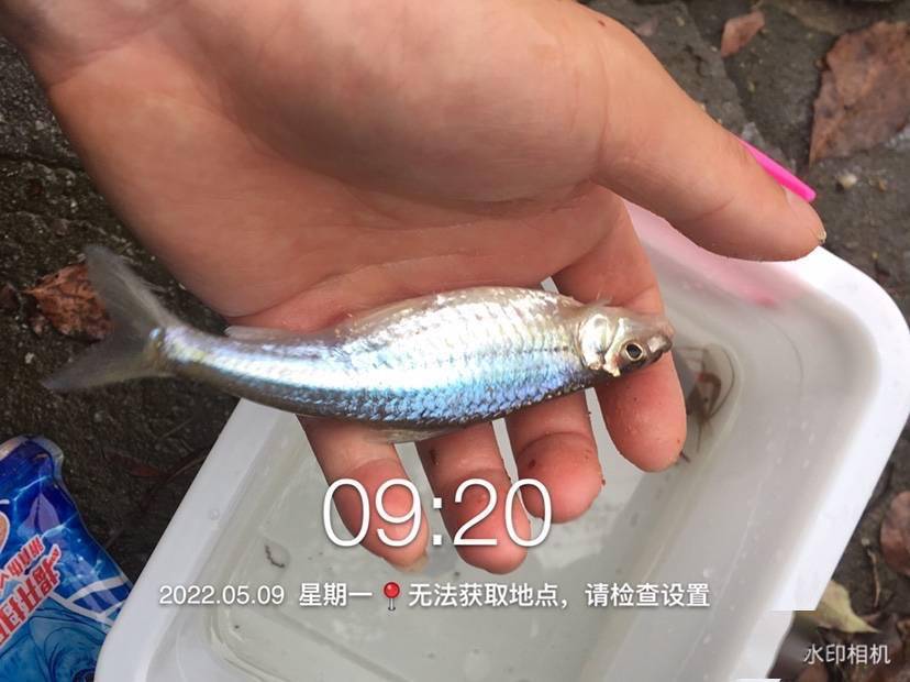 這種銀鮈很好釣,就連我3年裡的兒子都能釣上來好幾條.