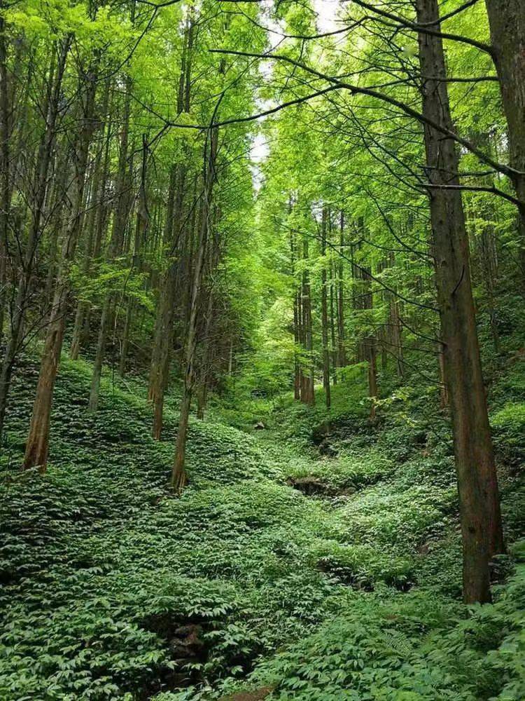 天鹅林场千亩森林秘境等你来