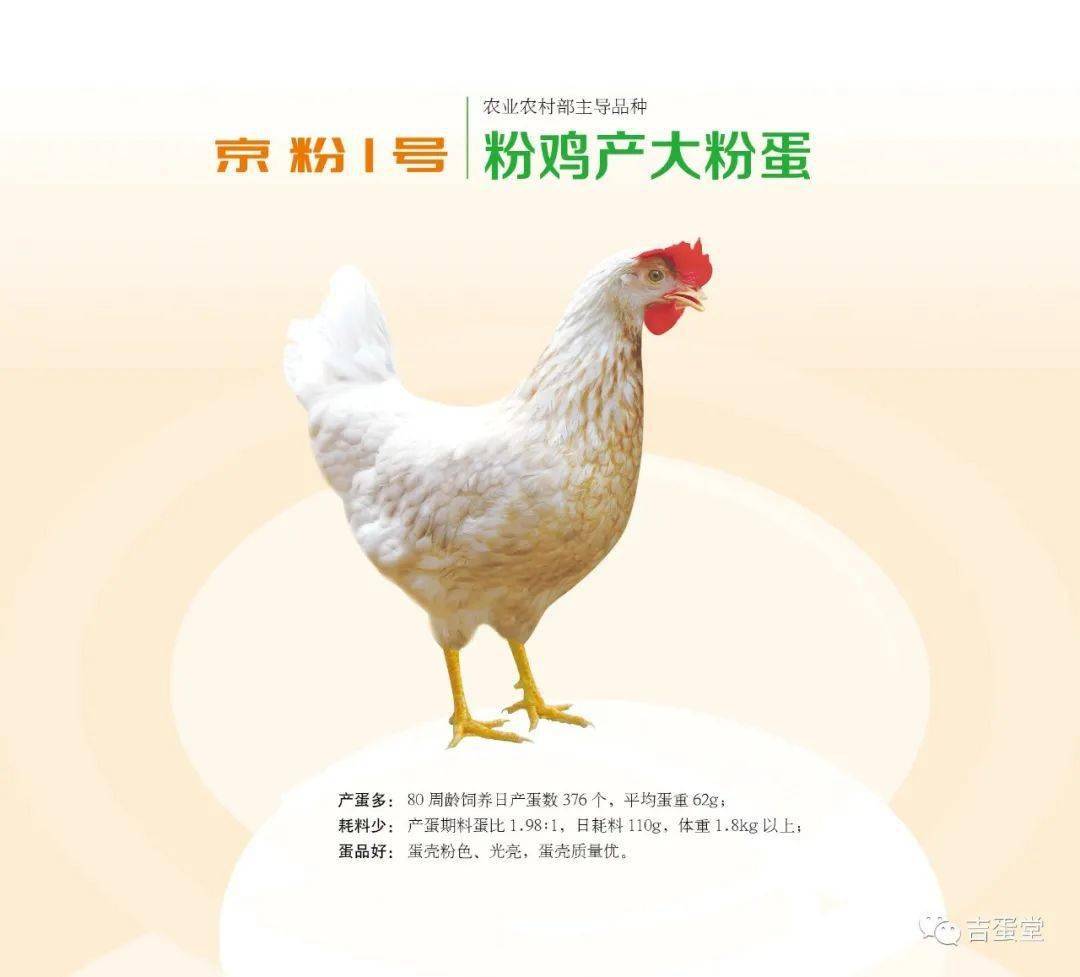 真正的国产蛋鸡大午金凤青年鸡 红羽粉壳蛋鸡大午金凤青年鸡 河南鹤壁-食品商务网