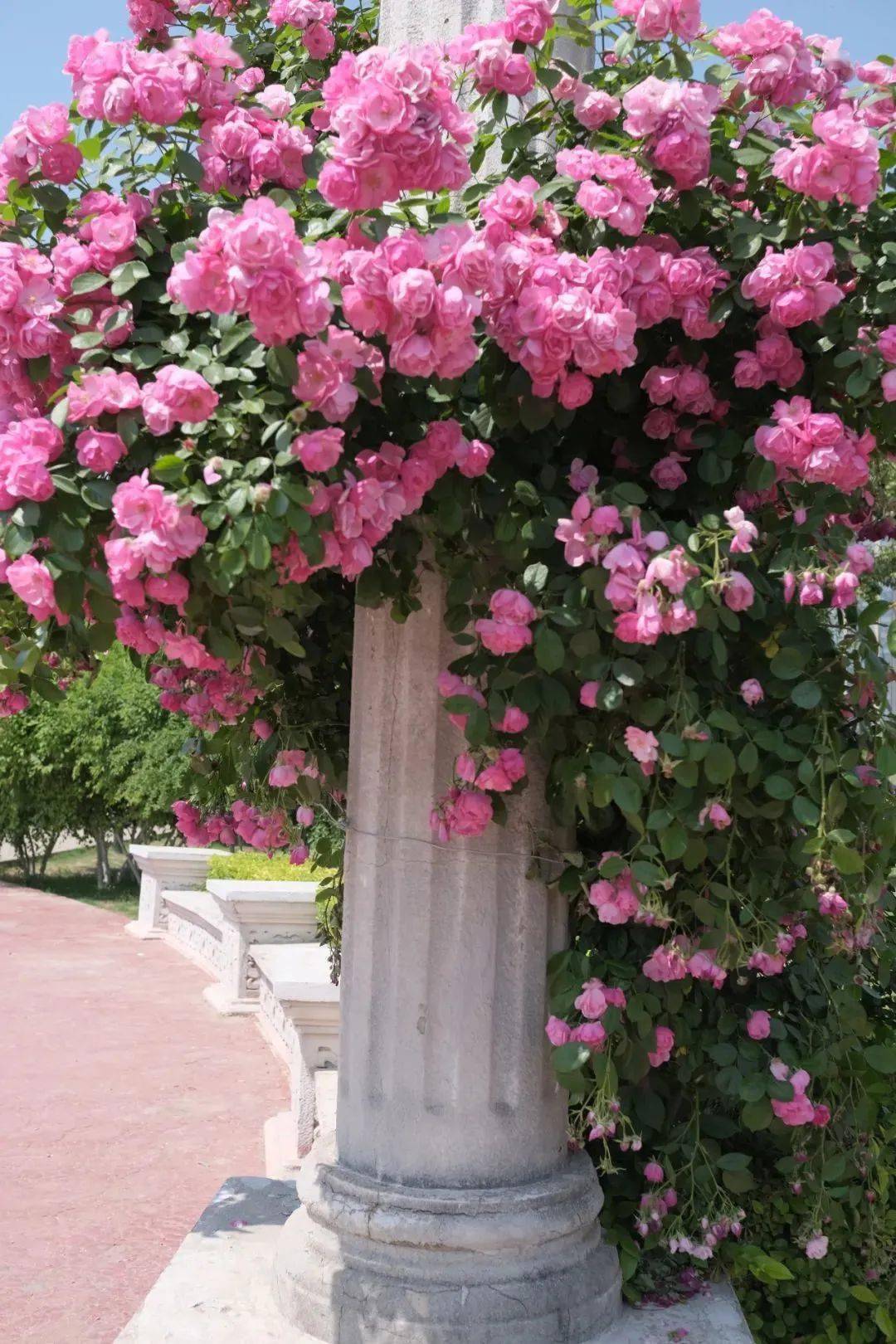 蔷薇花开,西安市内这10大赏花地,出片率满分!