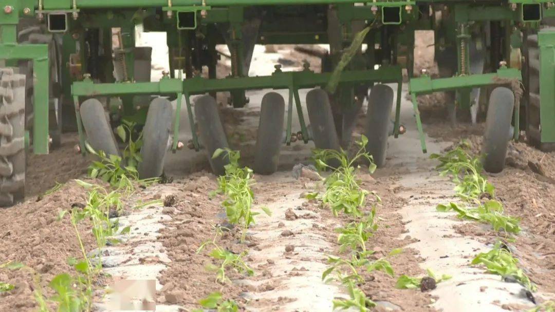 高台机械化移栽助力辣椒产业发展