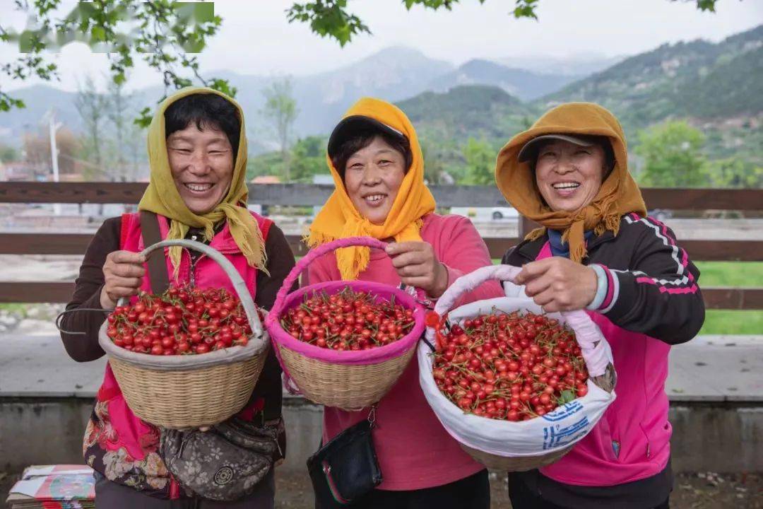 『乡韵北宅 醉美樱红』第27届北宅樱桃节盛大开幕,崂山与你甜蜜有约!