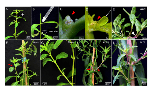 通过注射包含调控植物再生相关基因载体的农杆菌成功获得稳定遗传的转