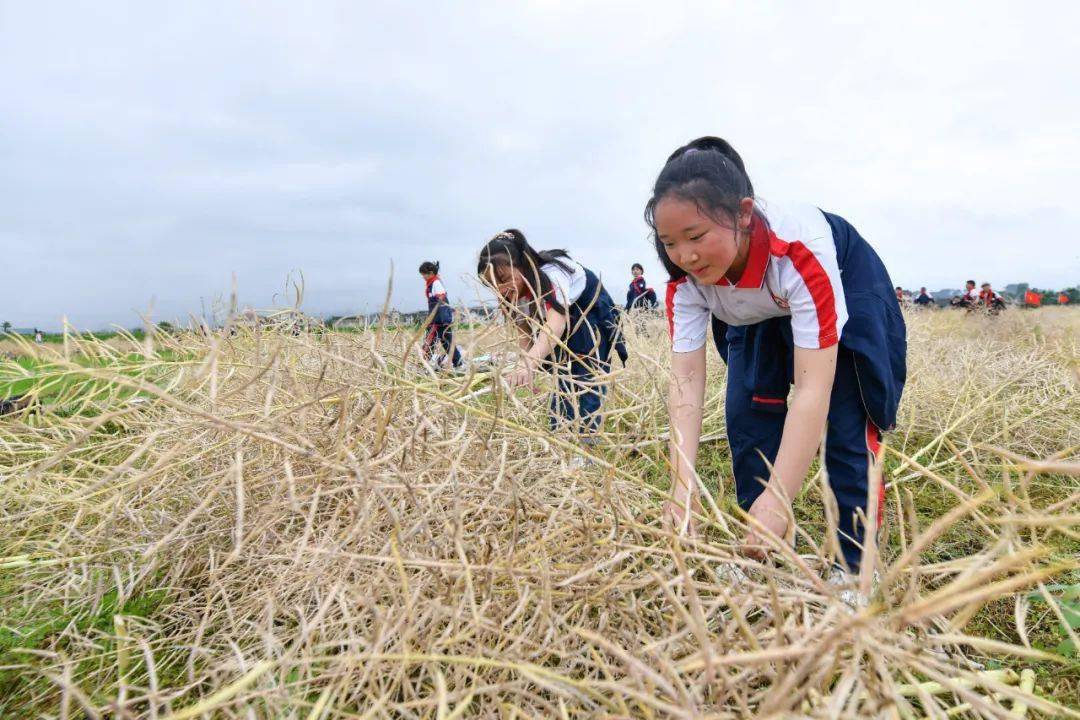 学生田间收割油菜籽黄平一小学这堂劳动课真赞