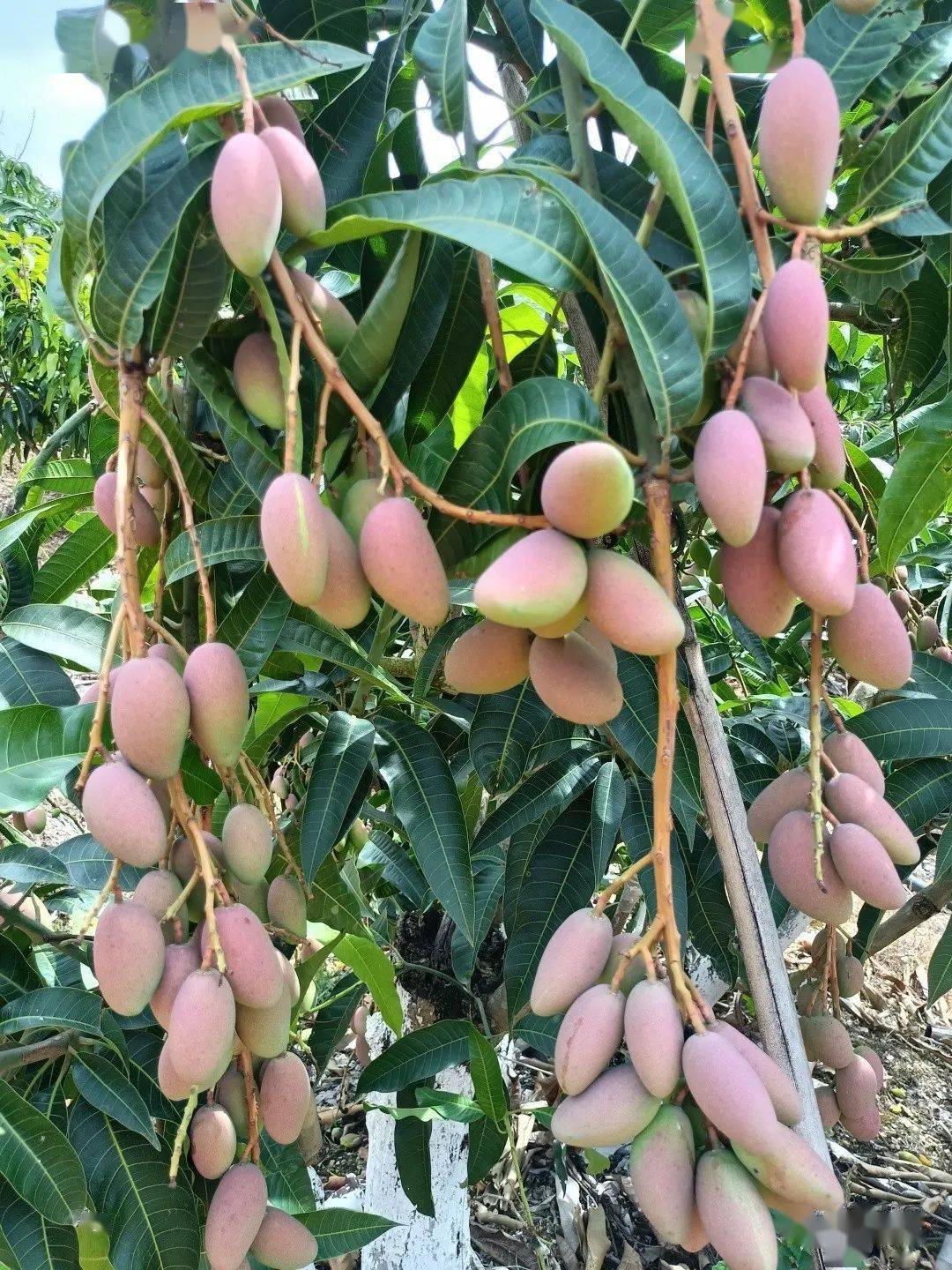 元江招商 | 元江芒果的各种吃法,就靠你了!_建设_加工_甘庄