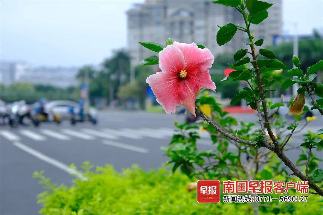 绽放吧市花南宁已培育5000多个朱槿品种