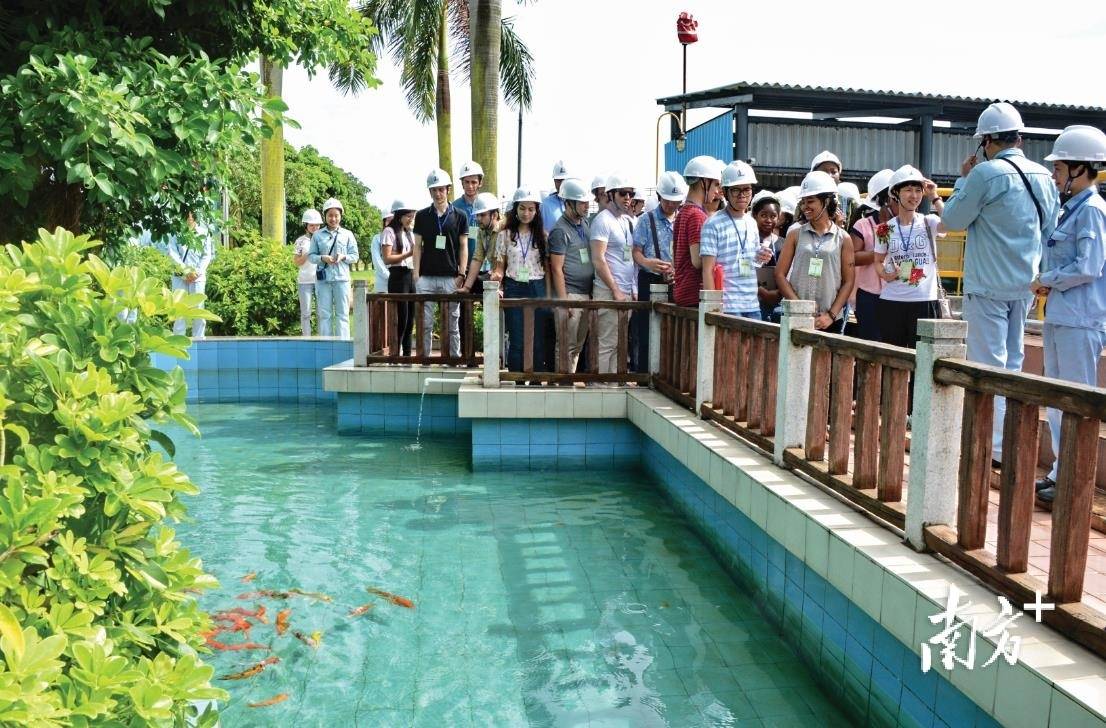 南方日報報道茂名石化汙水池裡養金魚作業區上白鷺飛