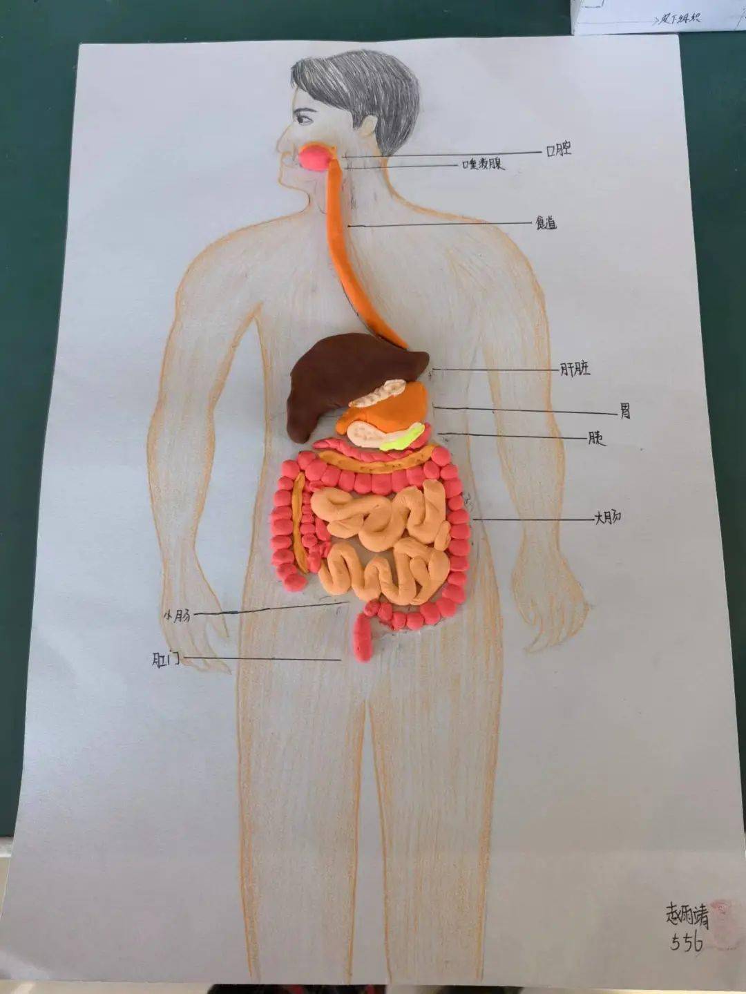 消化系统模型简单自制图片