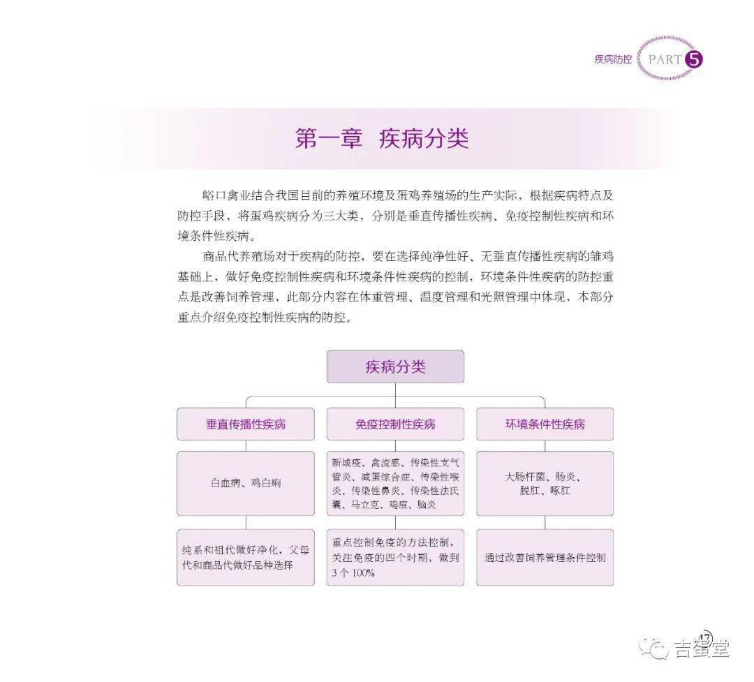 京粉2号蛋鸡2022版饲养管理手册_青年_育种_养殖
