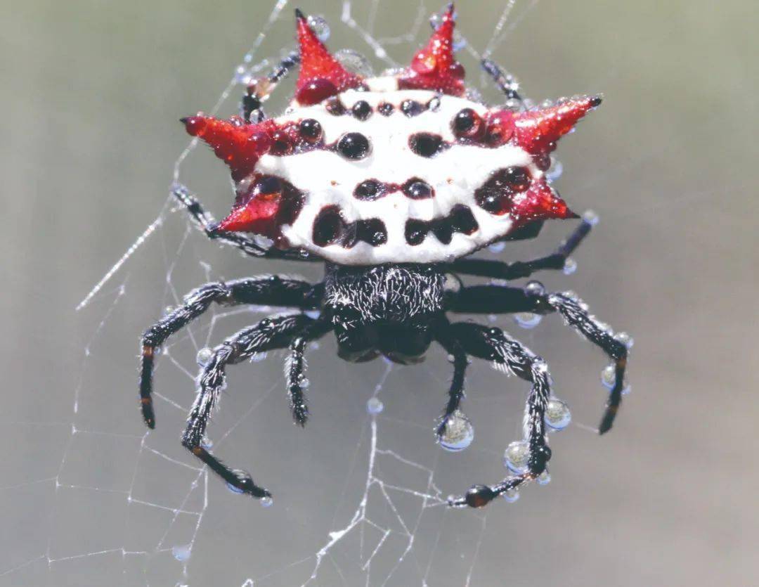 圆网蜘蛛的奇怪生物钟