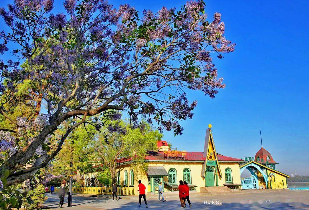"这里的美与丁香园里的感觉完全不一样,丁香花与江,树,路,建筑,行人