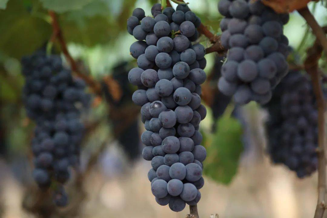 脆甜爆汁的云南夏黑葡萄无籽黑珍珠一口一个当果冻吸