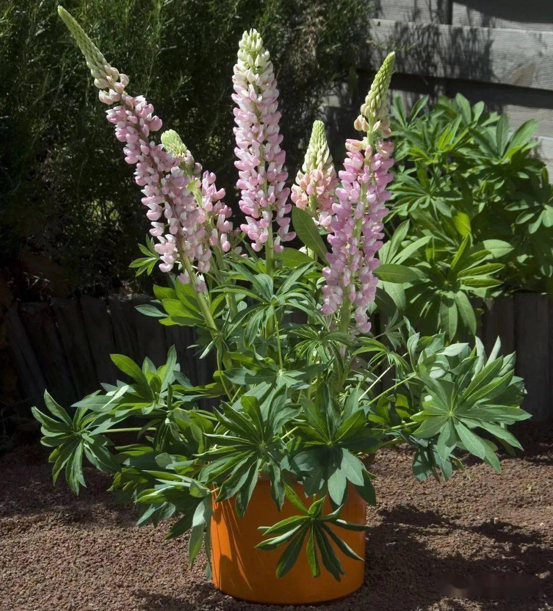 宿根花卉(宿根花卉是什么景观的主要材料)