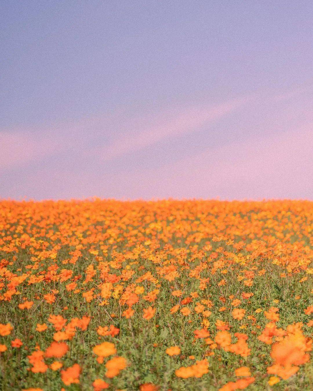 繽紛花海_photo_by_ins@ke