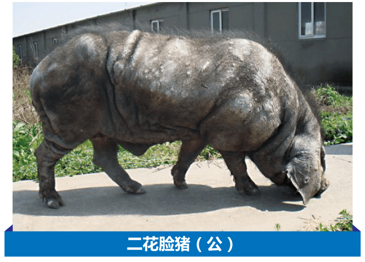 我市有二花脸猪,梅山猪,米猪等3个地方品种养殖分布,它们均属太湖猪