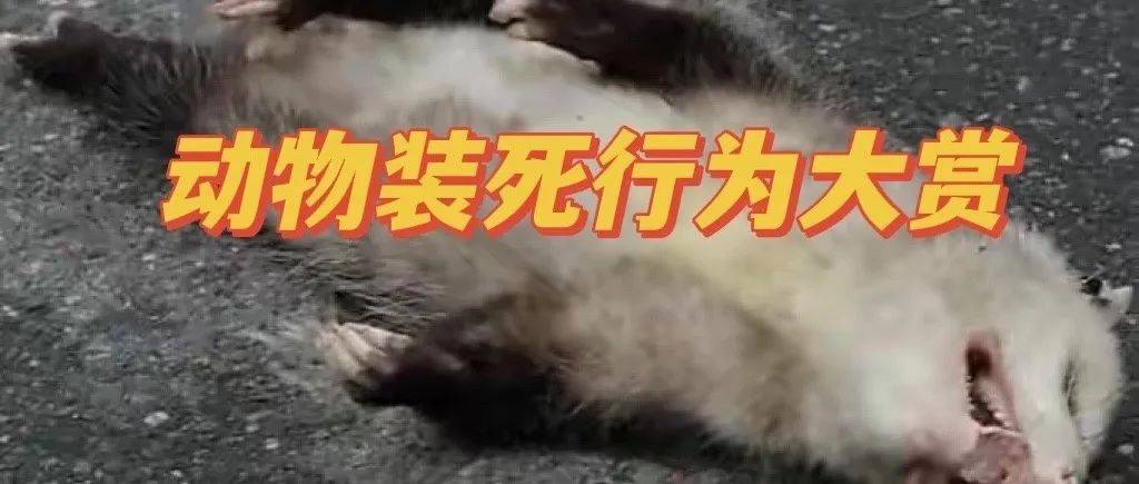 微发布丨Mo.90:我“死”了,我装的_动物_时候_条目