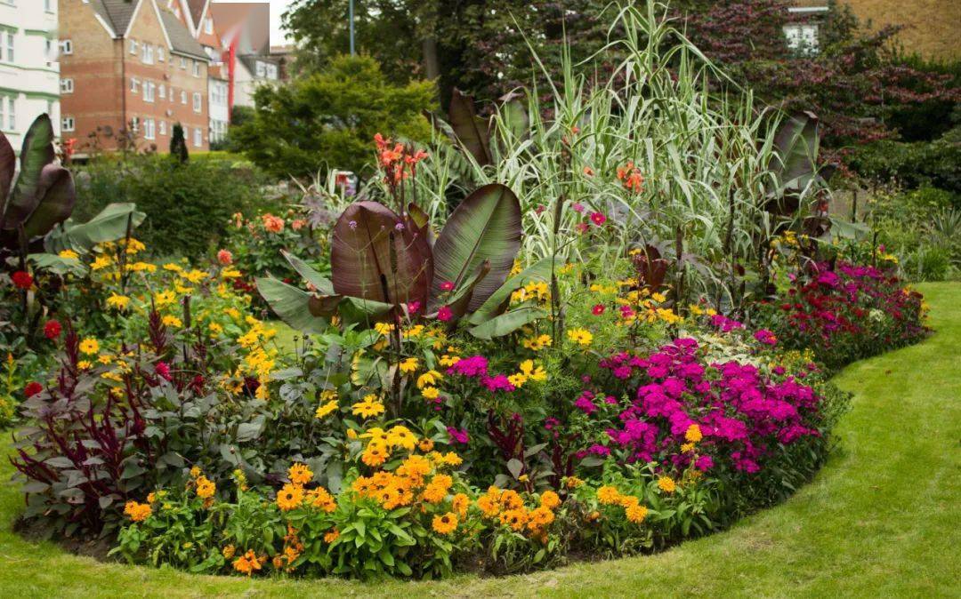 鬼脸花三色堇的古怪颜色从何而来