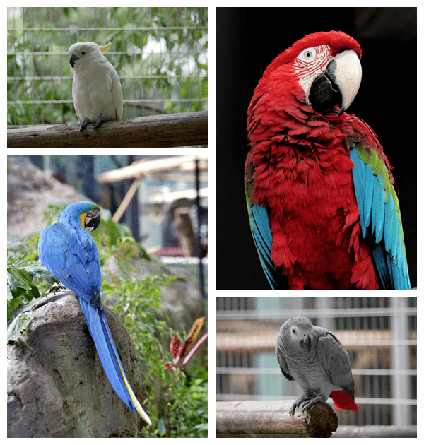 确认过眼神这是四川鹦鹉