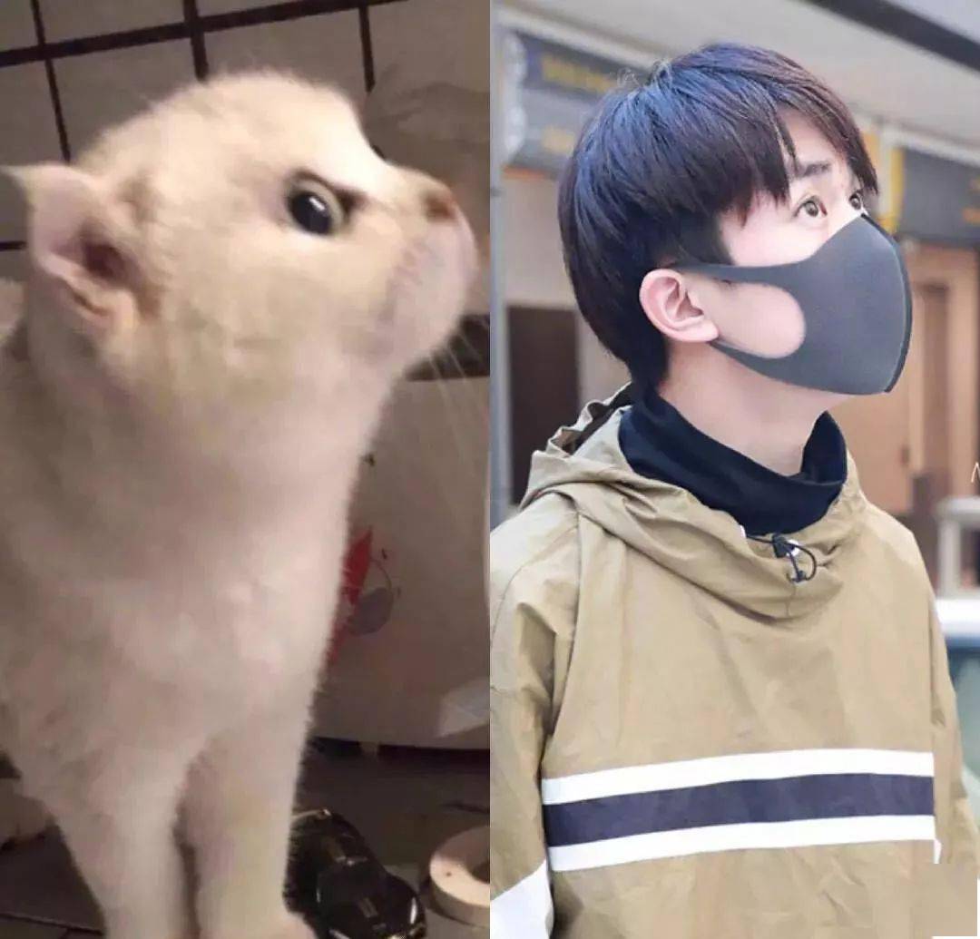 易烊千玺和猫都是治愈不开心的良药