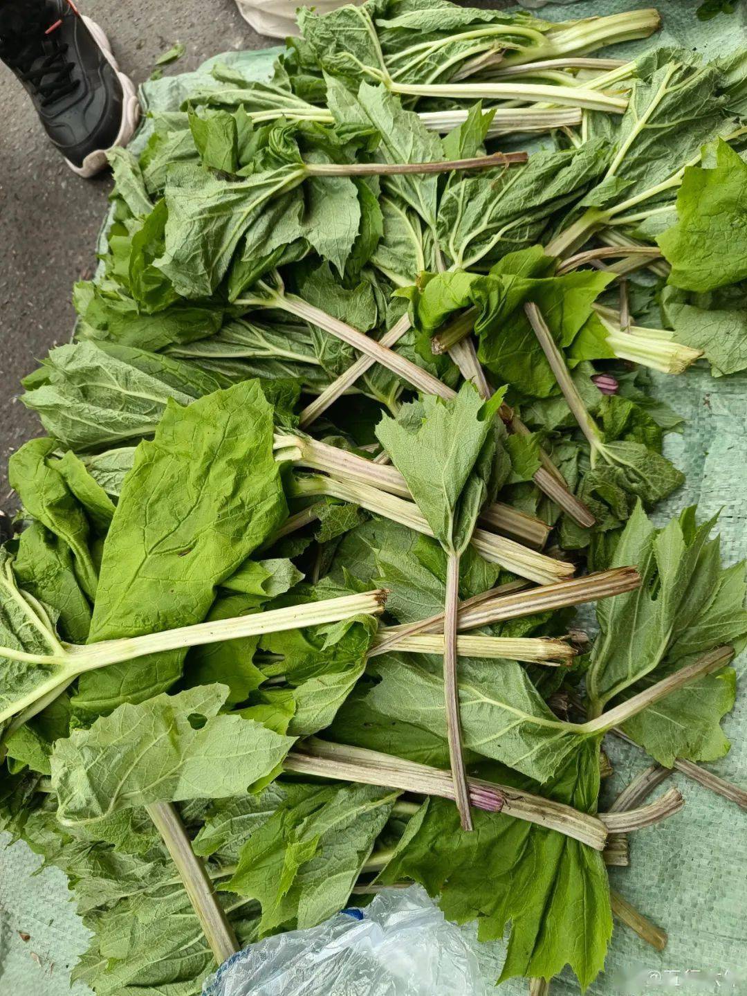 吉林菜市场山野菜一览