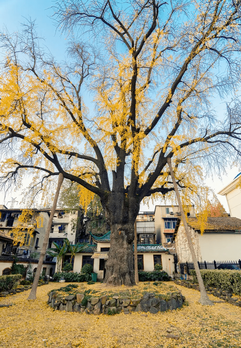 这棵扎根武汉500多年的银杏树为何被称为汉阳树