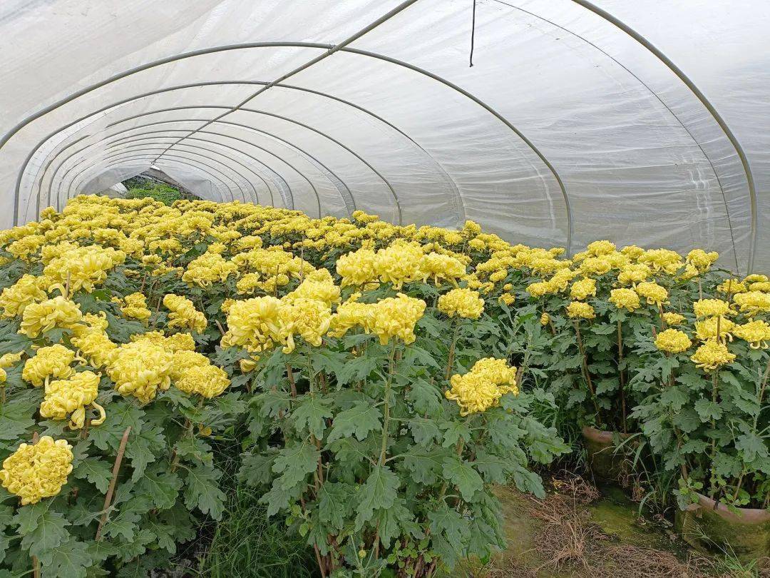 小榄培育出反季节食用菊