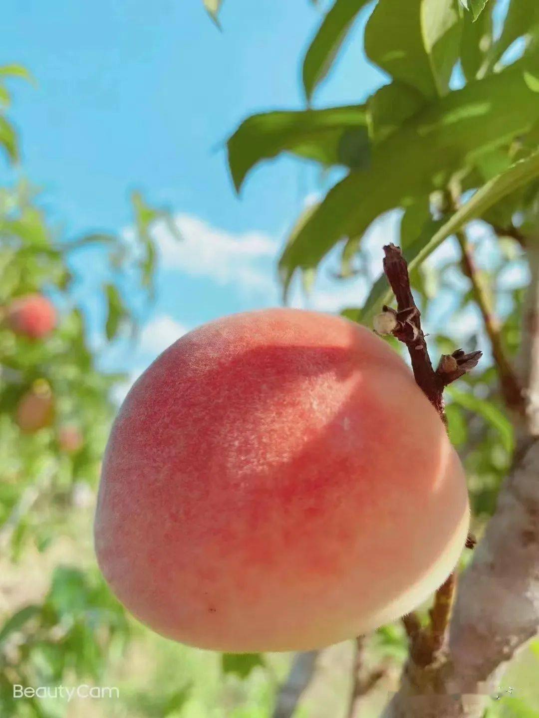 保山| 龙陵龙江乡生态桃园:桃之夭夭 有蕡其实_龙江湖_桃花_桃香