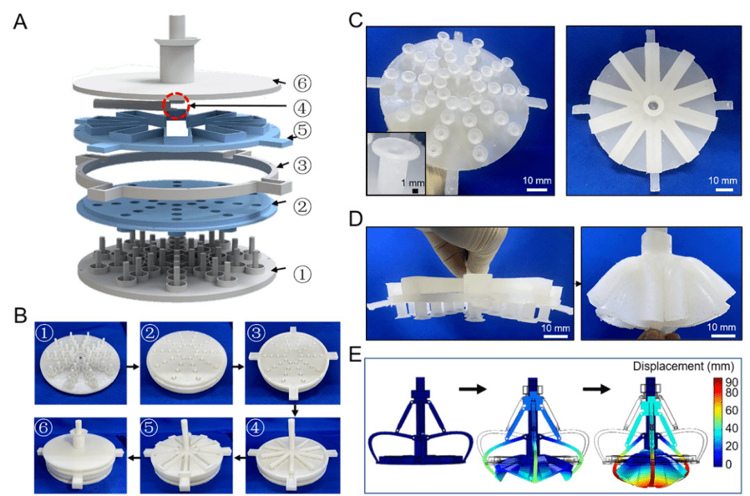 (a) 发光吸盘章鱼的形态结构.