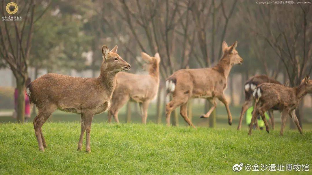 石板滩_莫莉_瑞典政府