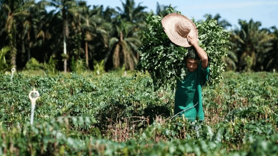 俄乌战争导致供应短缺马来西亚肥料与玉米价格飙涨