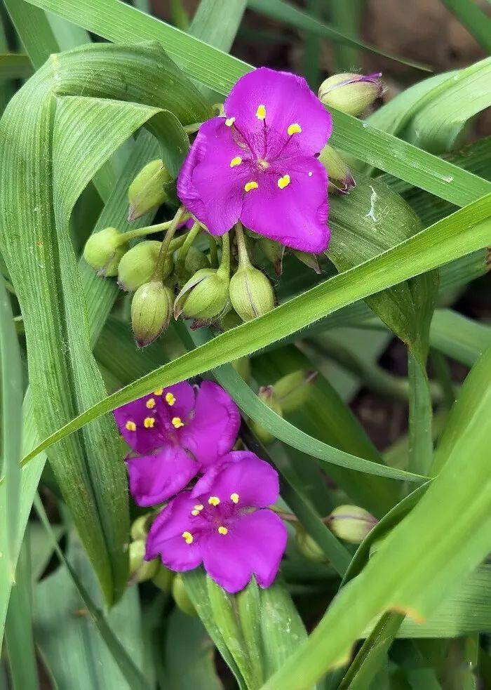 淡淡忧伤的紫露草