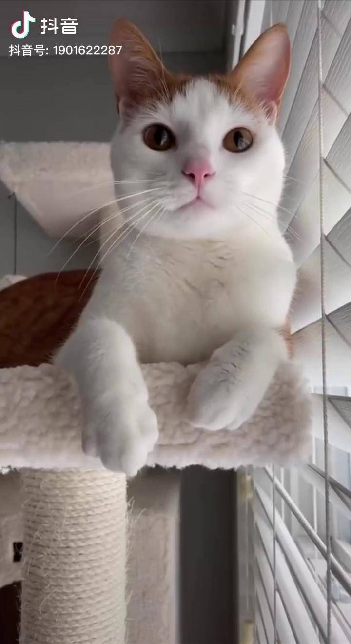 橘主播撒起娇来你不一定接得住橘主播井川里橘萌物农场超可爱normal