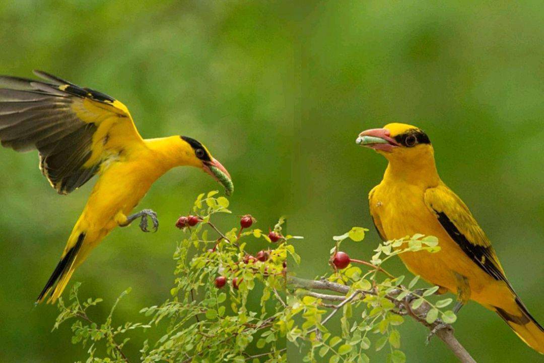 莺歌燕舞,诗歌中的黄鹂鸟,大自然的歌唱家_叫声_人们_黄莺
