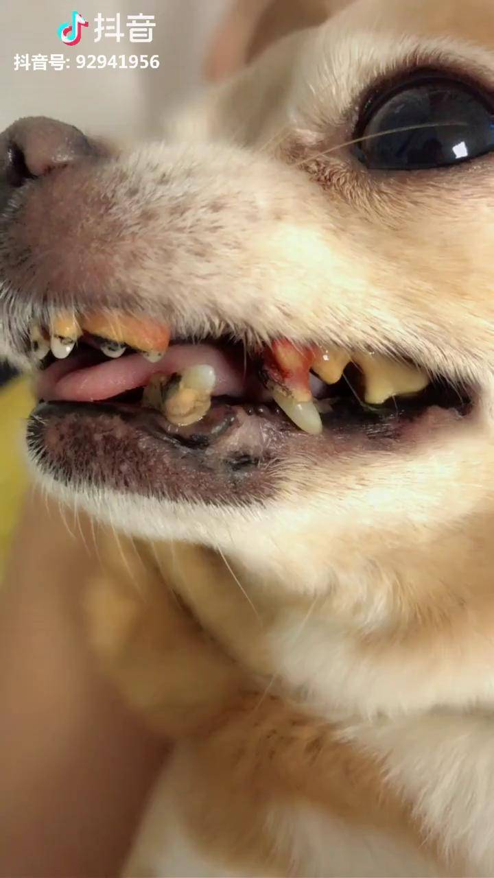 牙出血了等都掉光就可以喝稀粥了