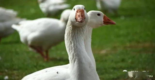 养鹅多久才下蛋呢