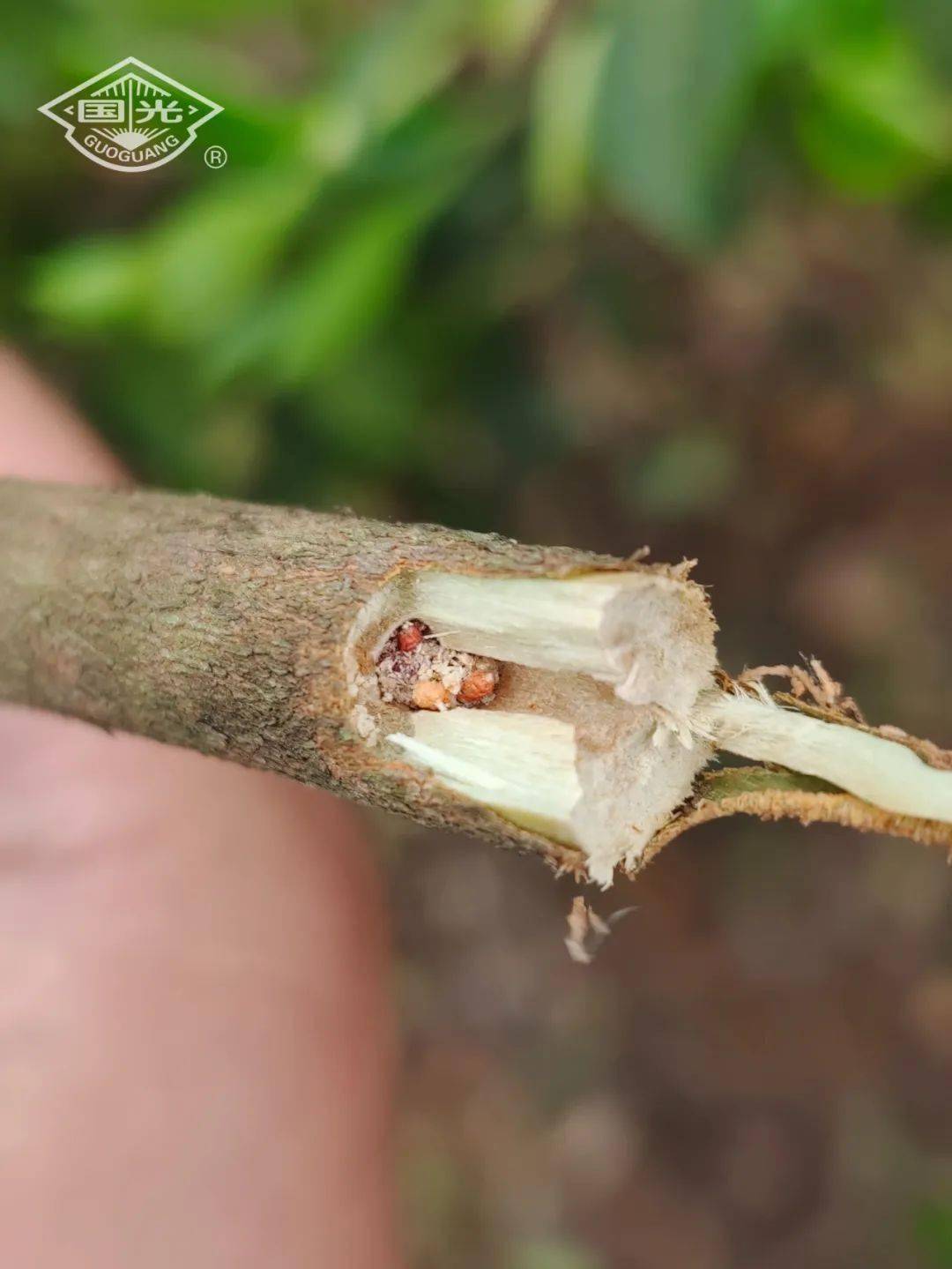 蛀干害虫油茶织蛾的识别及防治