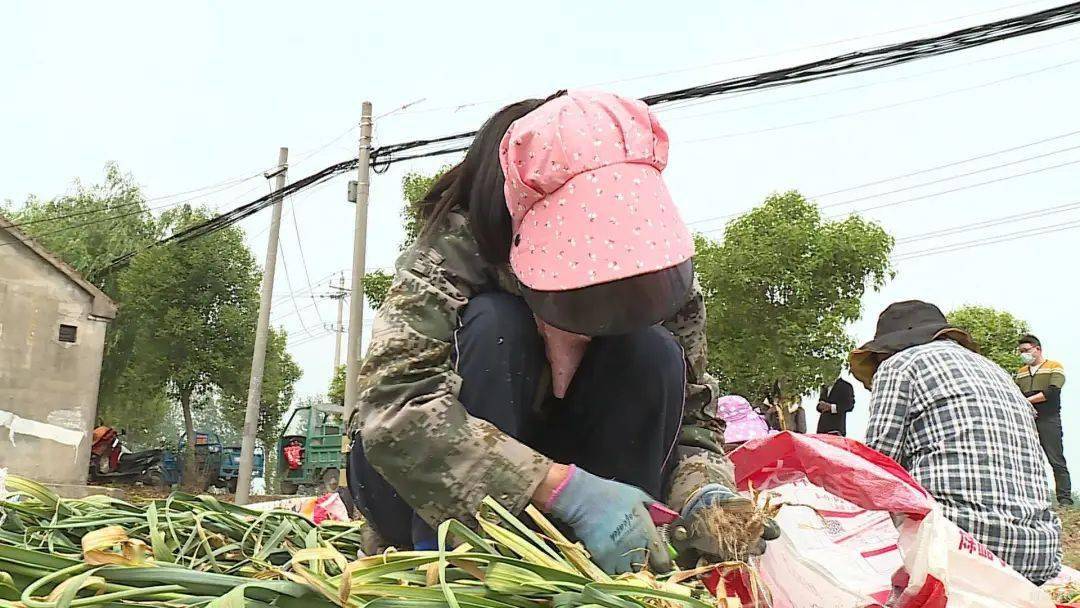 胜"蒜"在握!邳州全力护航大蒜收获季_碾庄镇_车辐山镇_用工